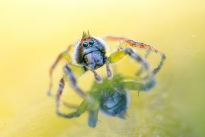 Emily Williams reflecting spider