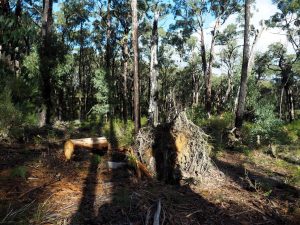 Example of logging near Mirboo, Victoria.