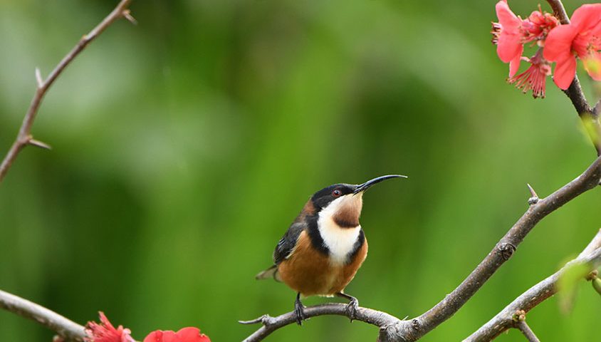 Eastern spinebill by Gio Fitzpatrick.