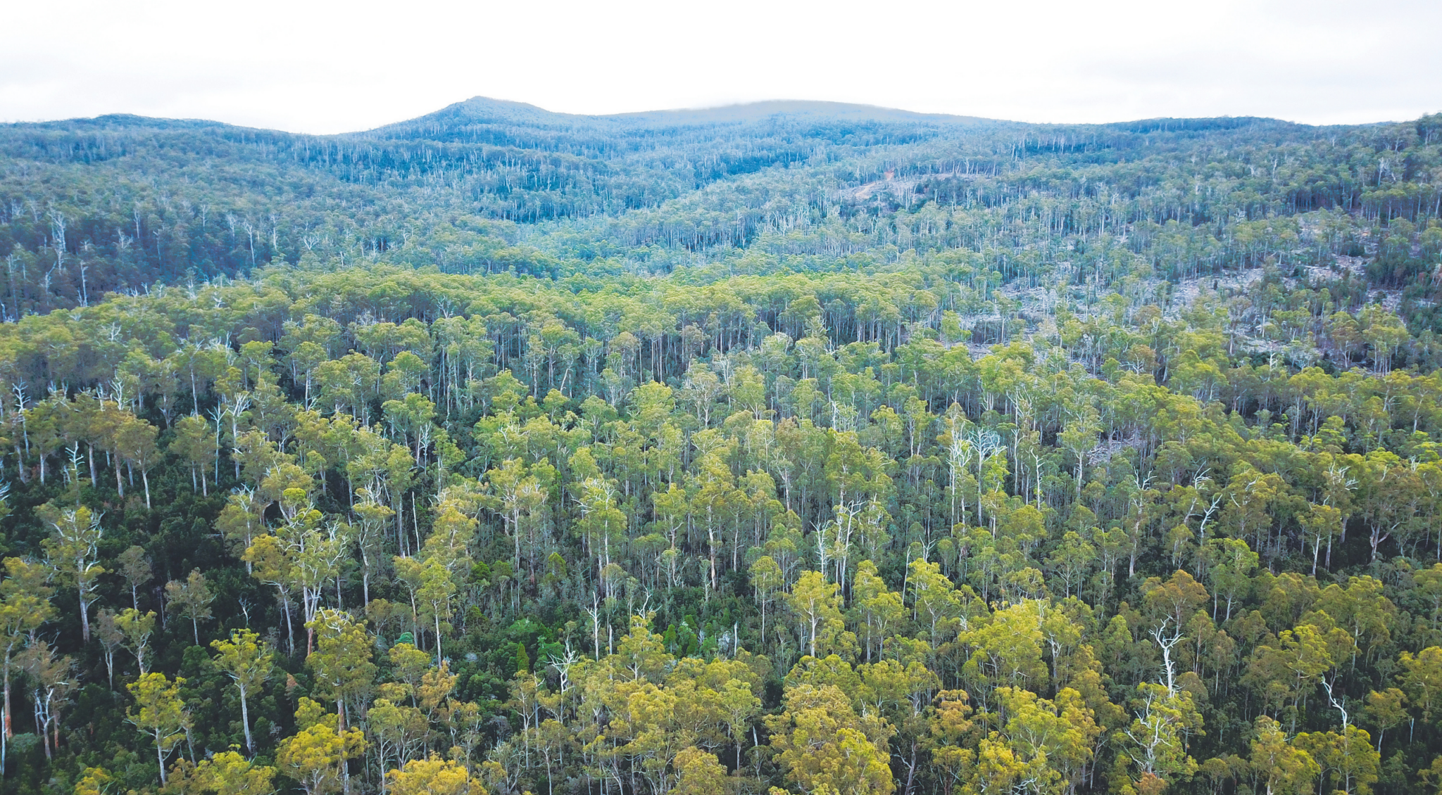 Ancient eucalyptus forest in Tasmania's Wentworth Hills near Cradle Mountain-Lake St Clair National Park