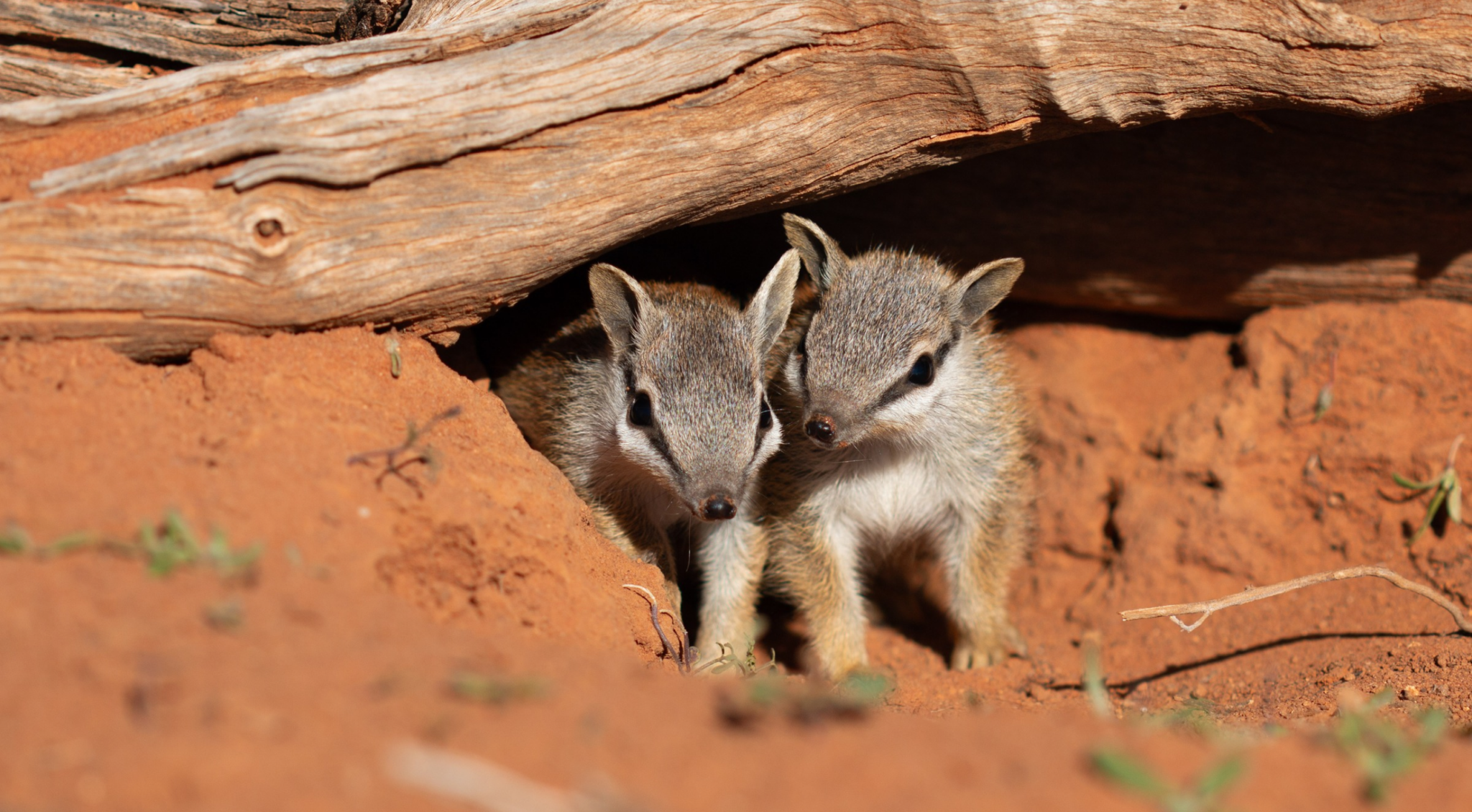 Two young numbats peeking out from beneath a fallen log on red sandy soil in their natural Australian habitat.